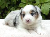 Blue Merle Ausie Yavru