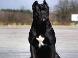 CANE CORSA YAVRULARI İSTANBUL