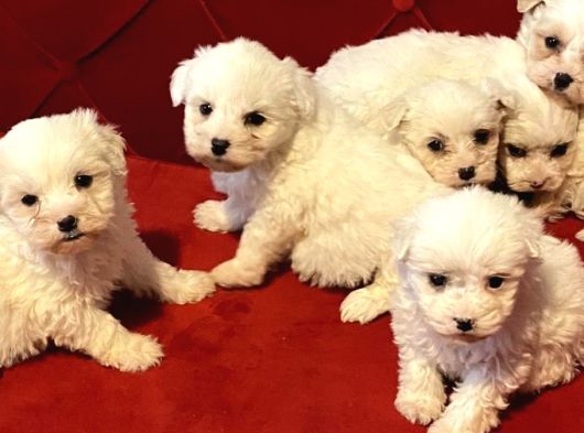 Yeni Ev Arkadaşınız Olacak Maltese Terrier Yavrular