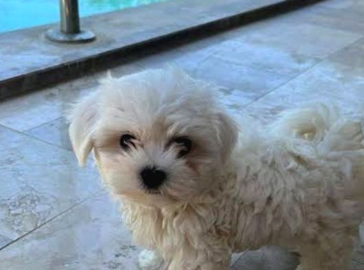 Mini Boy Maltese Terrier görsel