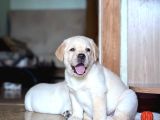 TÜRKİYENİN EN ÖZEL RUHSATLİ ÇİFLİKTEN LABRADOR YAVRULARI