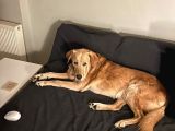 Sevgi Topu Labrador-Retriewer Yeni Yuvasını Arıyor