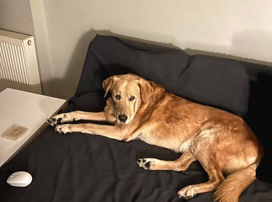 Sevgi Topu Labrador-Retriewer Yeni Yuvasını Arıyor
