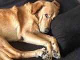 Sevgi Topu Labrador-Retriewer Yeni Yuvasını Arıyor