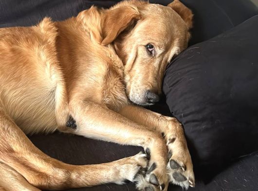 Sevgi Topu Labrador-Retriewer Yeni Yuvasını Arıyor görsel