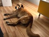 Sevgi Topu Labrador-Retriewer Yeni Yuvasını Arıyor
