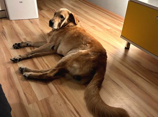 Sevgi Topu Labrador-Retriewer Yeni Yuvasını Arıyor görsel