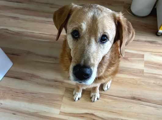 Sevgi Topu Labrador-Retriewer Yeni Yuvasını Arıyor görsel