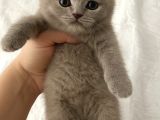 Dişi British Shorthair Lilac