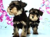 BLACK SİLVER MİNYATÜR SCHNAUZER YAVRU