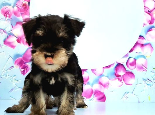 Black Si̇lver Mi̇nyatür Schnauzer Yavru görsel