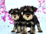 Black Si̇lver Mi̇nyatür Schnauzer Yavru