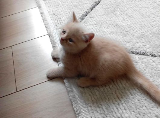 British Shorthair 2 Aylık