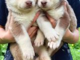 Kizil Beyaz Husky Yavrular