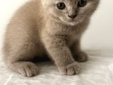 Dişi British Shorthair Lilac