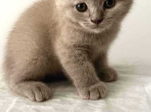 Dişi British Shorthair Lilac görsel