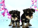 Black Si̇lver Mi̇nyatür Schnauzer Yavru