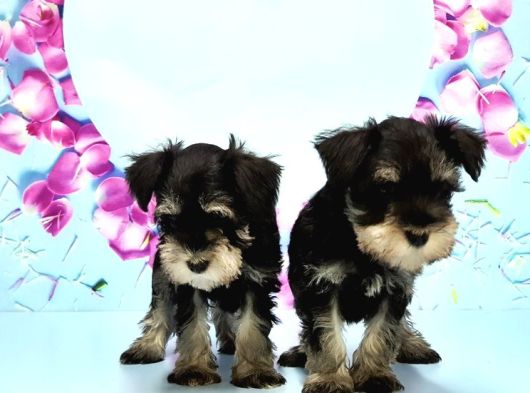 Black Si̇lver Mi̇nyatür Schnauzer Yavru görsel