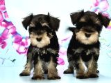 Black Si̇lver Mi̇nyatür Schnauzer Yavru