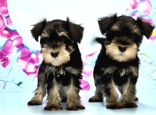 Black Si̇lver Mi̇nyatür Schnauzer Yavru görsel