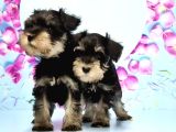 Black Si̇lver Mi̇nyatür Schnauzer Yavru