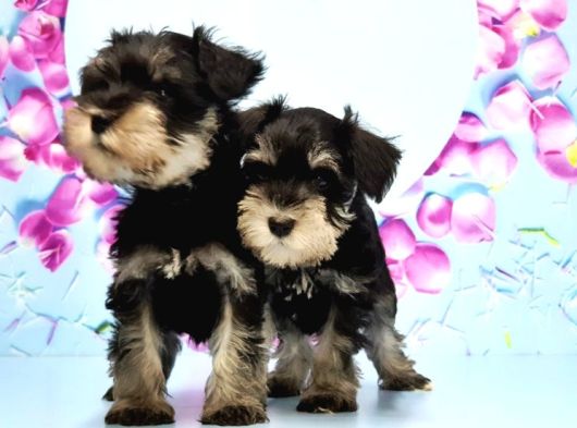 Black Si̇lver Mi̇nyatür Schnauzer Yavru görsel