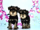 Black Si̇lver Mi̇nyatür Schnauzer Yavru