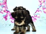 Black Si̇lver Mi̇nyatür Schnauzer Yavru
