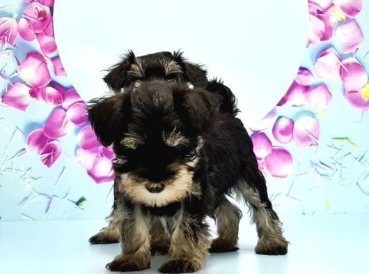 Black Si̇lver Mi̇nyatür Schnauzer Yavru görsel