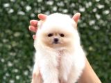 Pomeranian Boo Tedy Bear