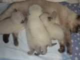 British Blue Point Bebekler