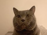 British Blue Point Bebekler