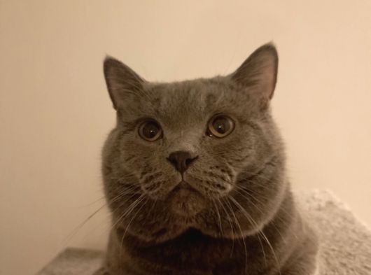 British Blue Point Bebekler görsel