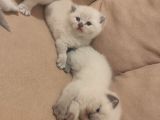 British Blue Point Bebekler