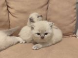 British Blue Point Bebekler