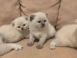 British blue point bebekler