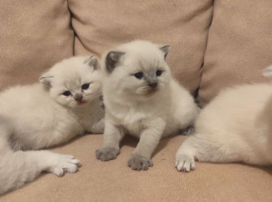 British Blue Point Bebekler