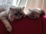 British Longhair Ve Shorthair Yavruları