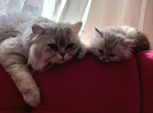 British Longhair Ve Shorthair Yavruları görsel