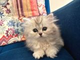 British Longhair Ve Shorthair Yavruları