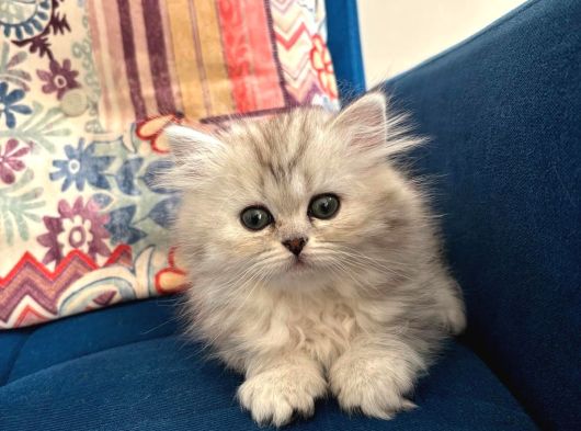 British Longhair Ve Shorthair Yavruları görsel