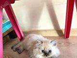 British Longhair Ve Shorthair Yavruları