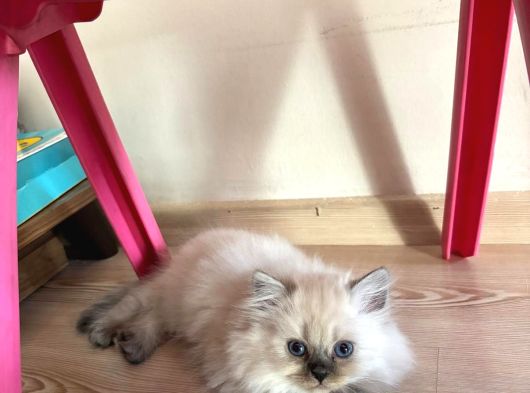 British Longhair Ve Shorthair Yavruları görsel