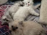 British Longhair Ve Shorthair Yavruları