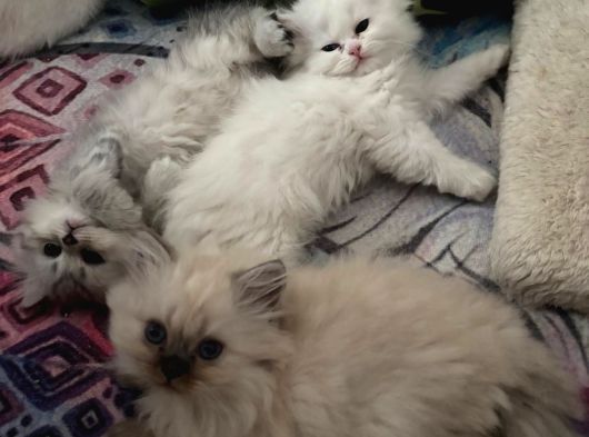 British Longhair Ve Shorthair Yavruları görsel