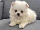 POMERİAN BOO