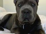 A kalite estetikli ve estetiksiz cane corso yavrular