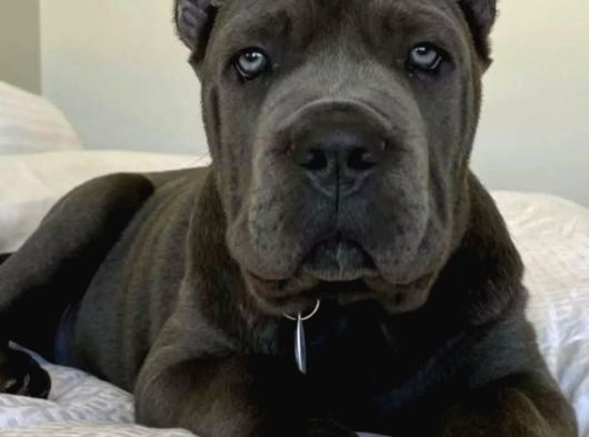 A Kalite Estetikli Ve Estetiksiz Cane Corso Yavrular