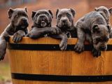 A Kalite Estetikli Ve Estetiksiz Cane Corso Yavrular