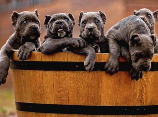 A Kalite Estetikli Ve Estetiksiz Cane Corso Yavrular görsel